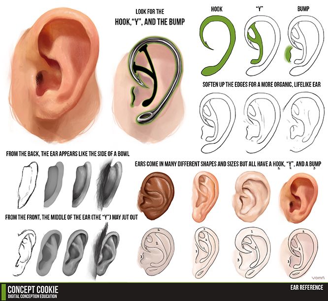 this is an anatomical diagram of an ear, breaking down its structure for artists. it shows both front and side views, and highlights key features like the "hook", "y", and "bump" shapes. the diagram uses a combination of line drawings and more painterly renderings to illustrate different ear shapes and styles.
