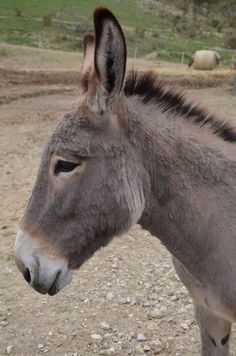 a side view of a donkey in a farm environment, facing left. the donkey is gray in color and its ears are pointed up.  the farm appears dry and dusty.