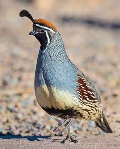 a closeup shot of a quail standing on the ground. the quail is looking off to the side with its beak slightly open. its feathers are a beautiful mix of brown, white, blue, and orange. the background is out of focus and appears to be a sandy, grassy area.  the image is welllit and the quail is the focal point.
