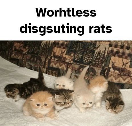 a group of adorable kittens are playing and cuddling on a couch. they are all different colors and have fluffy fur. one of the kittens is a sweet orange color with large blue eyes.