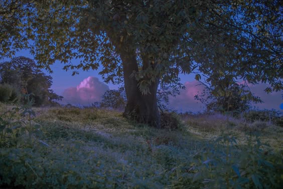 the image depicts a serene and tranquil landscape at either dusk or dawn. a large, imposing deciduous tree dominates the foreground, its branches partially obscuring a view of the sky. the sky is a soft blend of purple and blue, with striking pinkhued clouds adding a touch of whimsicality.  the background features a gently sloping field of lowlying green vegetation. the overall atmosphere is peaceful and evokes a sense of calm. the color palette is muted and dreamlike.