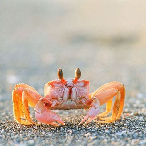 the image shows a closeup of a small, pale orange ghost crab on a sandy beach. the crab is facing the camera, and its delicate legs and claws are clearly visible.  the setting is a sunlit beach, with the texture of the sand in sharp focus in the foreground and background. the overall tone of the image is bright and warm, highlighting the crab's vibrant colors against the neutral background.