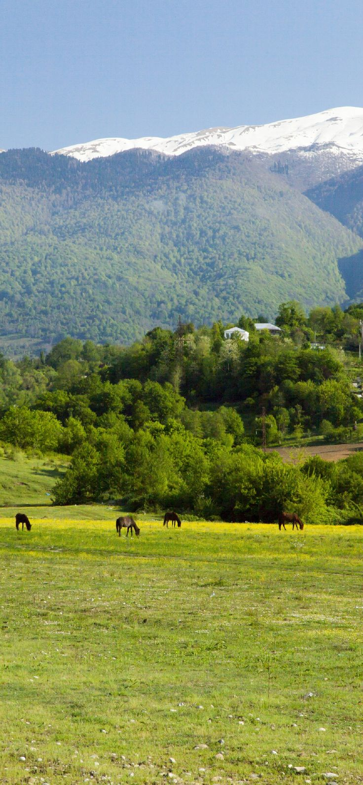 a scenic shot shows a meadow landscape with mountains in the background. the field is covered with green grass and yellow flowers, where horses graze peacefully. the mountains are partially covered with snow, rising against a clear blue sky. trees dot the hills, and a cluster of trees are scattered near the bottom of the image, offering depth and contrast.