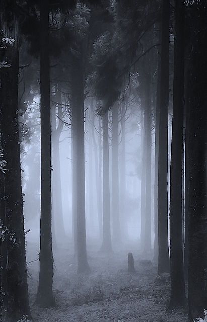 a black and white photo of a forest shrouded in a dense fog. the fog obscures the trees in the background, giving the image an eerie, mysterious feeling.