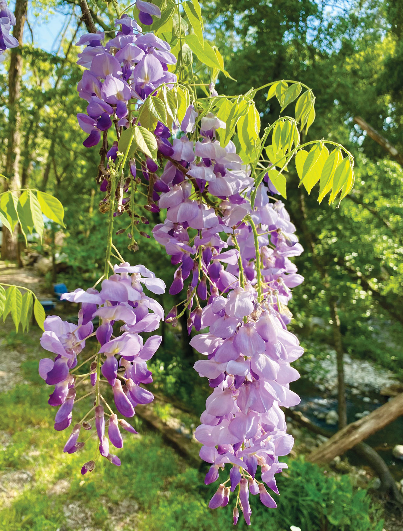 the image showcases a beautiful wisteria vine in full bloom, adorned with clusters of cascading purple flowers. the delicate blossoms hang gracefully amidst lush green leaves, creating a captivating display of color and texture. the background features a serene forest setting, with sunlight dappling through the trees, illuminating the wisteria and highlighting its ethereal beauty.