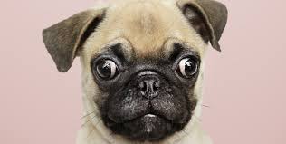 a closeup portrait of a pug puppy set against a pink background. the pug has tan fur with black markings on its face, ears, and nose. it's looking directly at the camera with wide, expressive eyes.