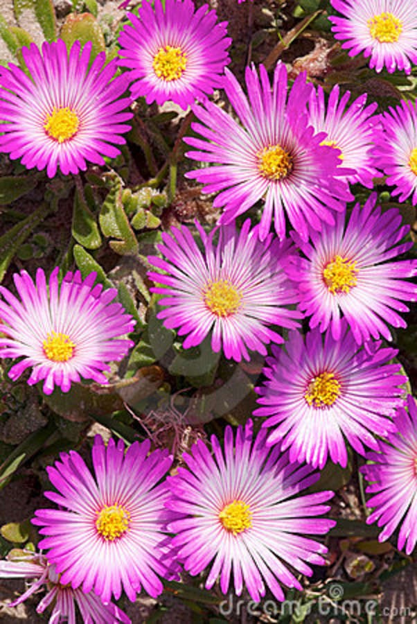 the image shows a closeup of magenta ice plant flowers with yellow centers. the flowers have thin, linear petals and are growing among green succulent foliage. the petals are striped in appearance with white.