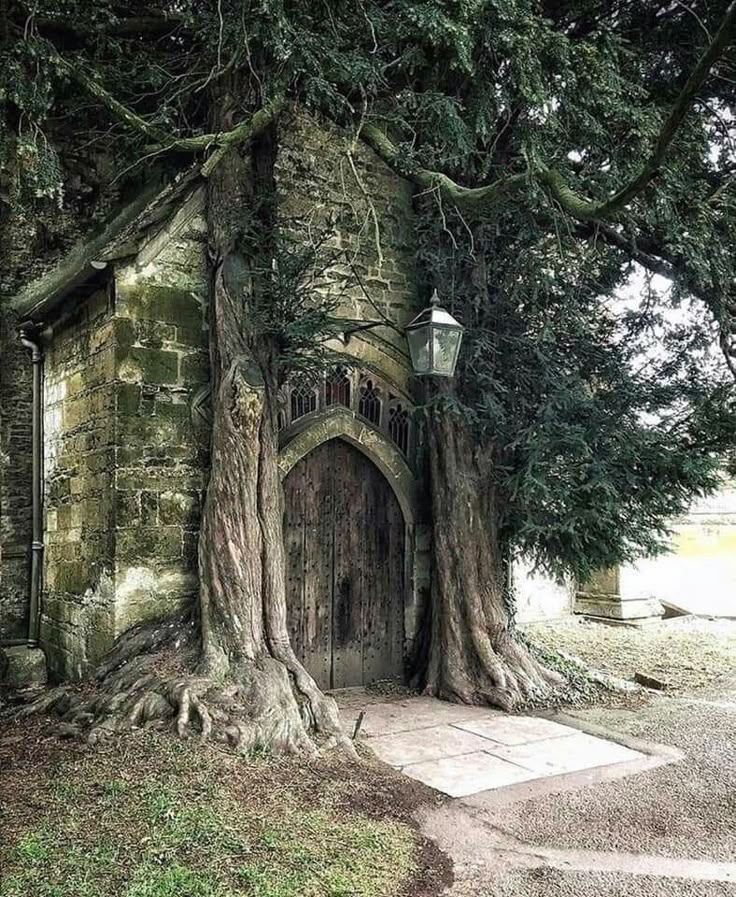 the image shows an old stone building with an arched doorway, largely overgrown with a large tree. the tree's roots are visible around the base of the building, and its branches and foliage cover much of the structure. a vintagestyle lantern hangs near the door. the scene evokes a sense of history and decay, with an eerie, gothic atmosphere.