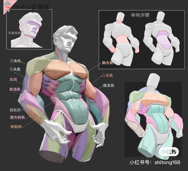 this image is a detailed illustration of human male muscle anatomy.  it's presented as a tutorial or guide for artists, showing a stylized figure broken down into distinct muscle groups. the image includes labeled diagrams of the major muscles of the torso, arms, and shoulders, along with simplified 3d models demonstrating the overall body structure and how the muscle groups fit together.  the text is in chinese. the image is likely part of an art tutorial or resource, providing a visual reference for drawing and painting human figures.