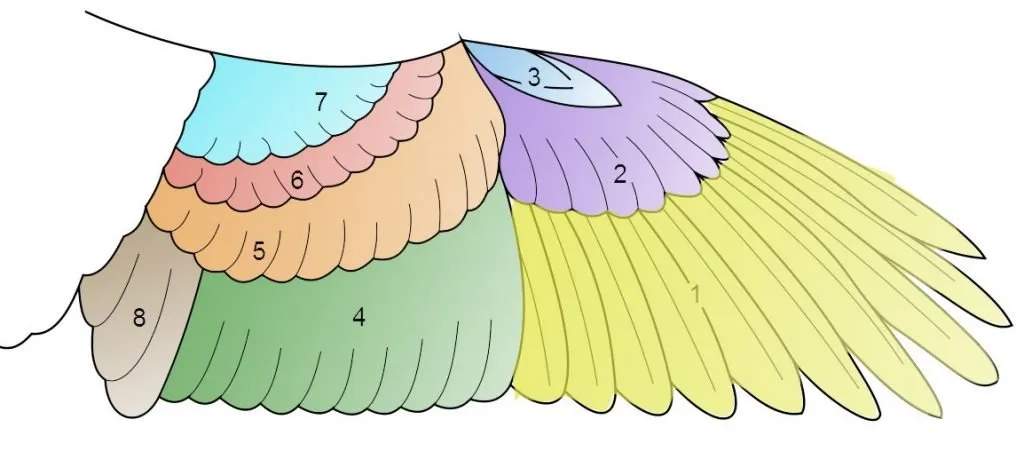 this is a diagram of a bird's wing, illustrating the different types of feathers. each section of feathers is numbered and colorcoded for clarity. the longest feathers at the end of the wing are the primaries, crucial for generating thrust. moving inwards are the secondaries, which provide lift. closer to the body are the tertials, aiding in both lift and maneuverability. the remaining feathers are coverts, which streamline the wing's shape. the small group of feathers at the bend of the wing is the alula, important for fine control during flight, especially at slow speeds.