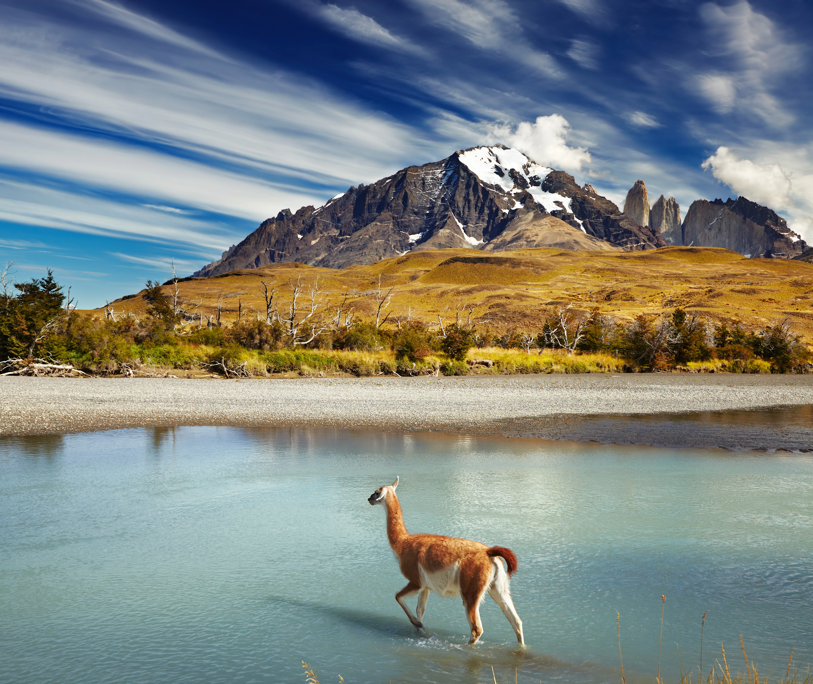 a guanaco walks through a shallow river with mountains in the background. the sky is blue with white clouds. the landscape is dry and grassy.