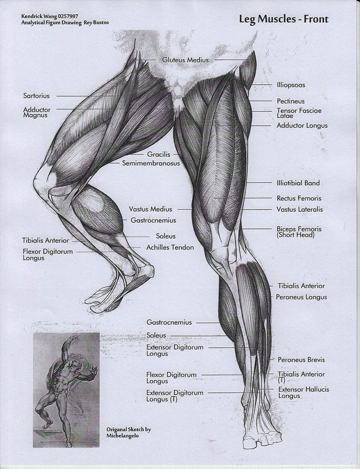 the image is a detailed anatomical study of the leg muscles, drawn in graphite. it features two views: a full leg with labeled muscles and a smaller sketch of a male figure by michelangelo in a dynamic pose, echoing the leg's position. the drawing is highly detailed, showcasing the artist's understanding of human anatomy and their ability to render it accurately on paper.