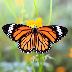 a monarch butterfly with its wings spread open, perched on a yellow flower. the butterfly's wings are a vibrant orange with black veins and white spots along the edges. the background is a blur of green foliage and yellow flowers, creating a soft and natural setting. the image is welllit, highlighting the butterfly's intricate wing patterns and the bright colors of the flower.