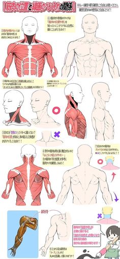 a drawing tutorial showing the muscles of the male body```