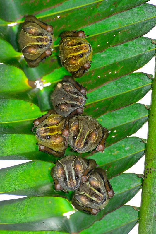 closeup image showcases a cluster of seven bats clinging to a vibrant green palm frond.  the bats appear to be a species of leafnosed bat, characterized by their distinctive facial features.  they are tightly grouped together, hanging upside down, with their fur and features clearly visible. the background is entirely filled with the bright green palm leaves, creating a striking contrast against the dark brown fur of the bats. the image is sharp and welllit, capturing the details of both the bats and the foliage.