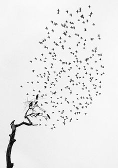 a black and white image depicts a leafless tree branch with a flock of birds taking flight from it. the birds form a swirling pattern as they ascend into the sky, creating a sense of movement and freedom. the silhouette of the branch and the birds stand out against the bright sky.