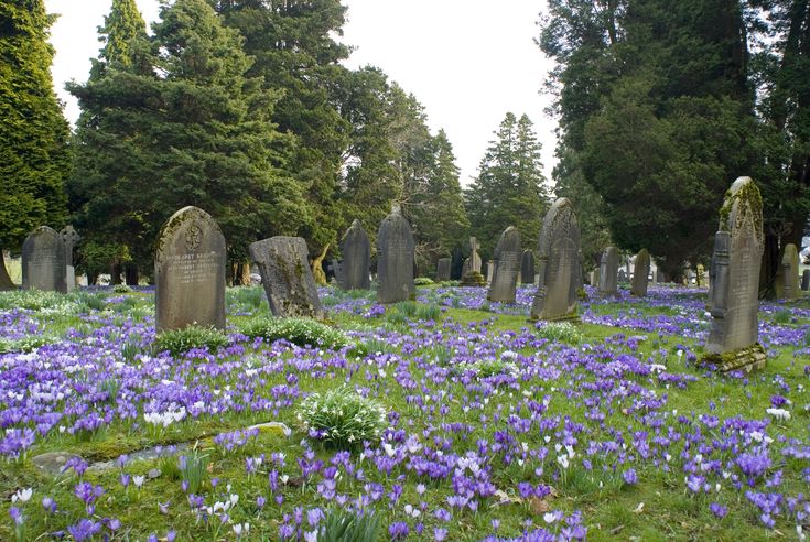 a serene and peaceful cemetery scene.  numerous gray headstones and tombstones of varying sizes and styles stand among a vibrant carpet of purple and white crocuses blooming in the springtime. lush green grass covers the ground, and tall evergreen trees form a backdrop to the scene, creating a quiet and contemplative atmosphere under a slightly overcast sky. the overall lighting is soft and natural, enhancing the tranquil mood.