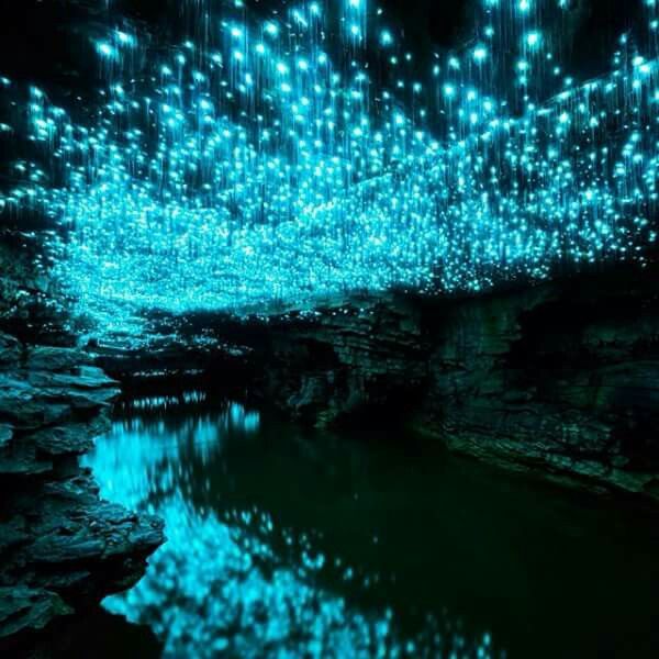 a breathtaking view of a cave filled with thousands of glowing glowworms, their blue light illuminating the dark and creating a magical and otherworldly atmosphere. the glowworms hang like stars from the ceiling of the cave, reflecting in the still water below. the cave walls are dark and rugged, adding to the dramatic and mysterious feel of the scene. this is a sight that would leave anyone in awe of the wonders of nature.