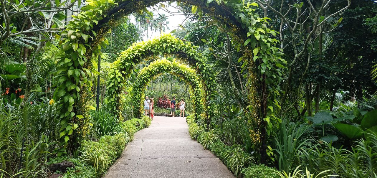 a path in a lush tropical garden is framed by arches made of entwined vines. the path is lined with lush greenery and leads to a clearing where people can be seen walking.  the light green foliage of the vines stands out against the rich dark green of the surrounding trees.  it's a serene and tranquil setting.