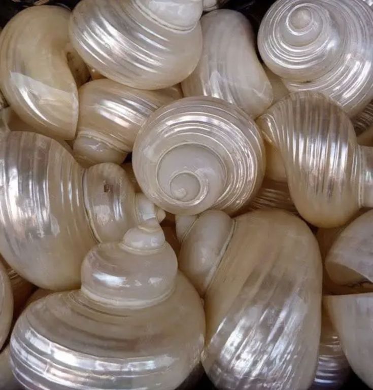 the image shows a closeup of a pile of pearlescent white seashells with a spiral pattern. the shells are shiny and have a smooth texture. the image is taken from a high angle, and the shells fill the frame.