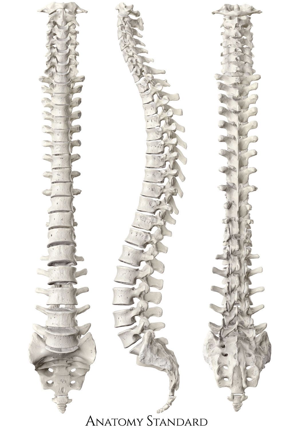 the image displays three views of a human spinal column model set against a clean white background.  it showcases the anatomical structure of the spine from the front, side, and back, highlighting the vertebrae, intervertebral discs, and natural curvature. the model is brightly lit, suggesting a studio setting, which emphasizes the details of the bones.