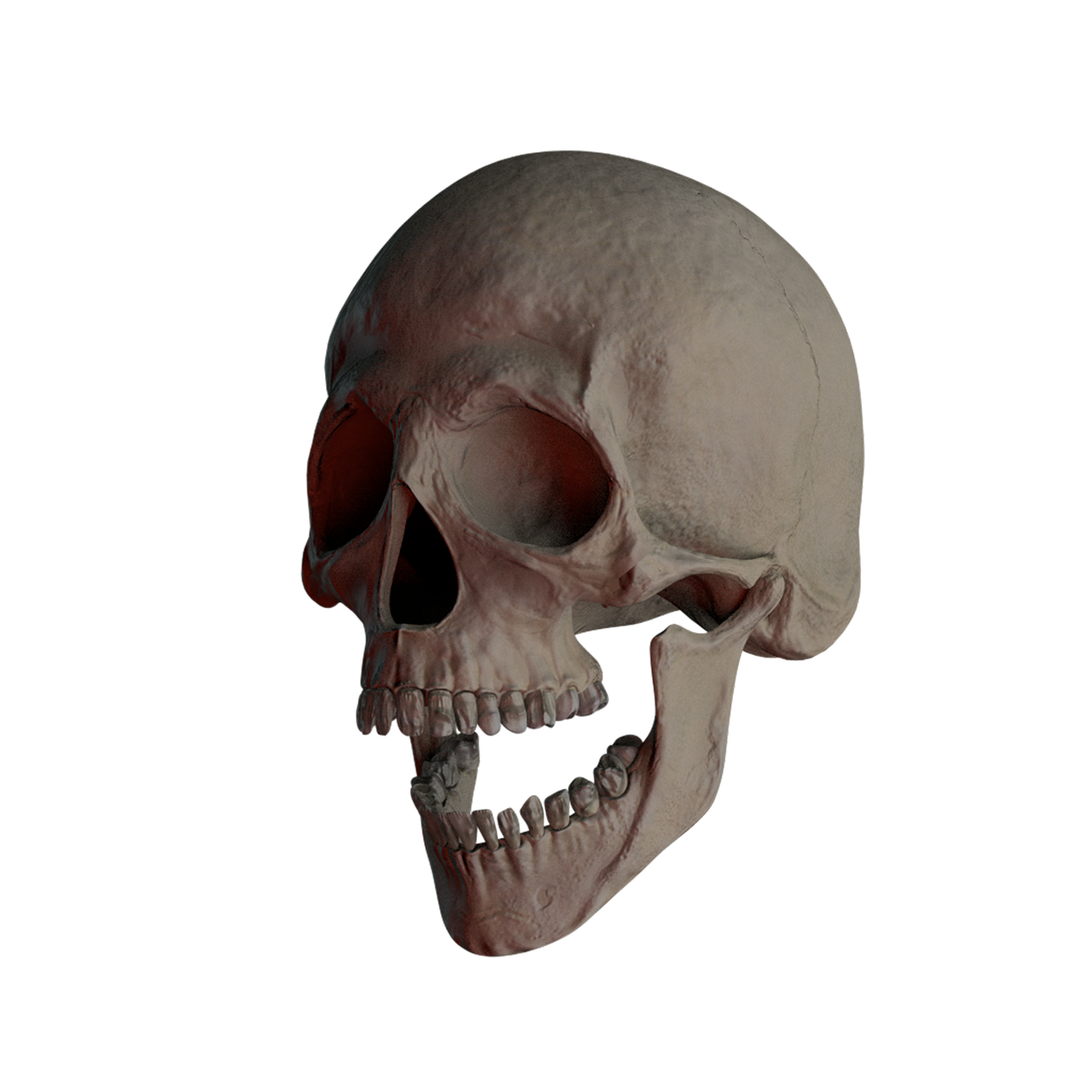 a 3d render of a human skull against a black background. the skull is facing slightly to the left, with its mouth open and teeth visible. the lighting gives the skull a dramatic and somewhat morbid appearance.