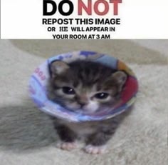 a sadlooking kitten wearing a cone of shame looks directly at the camera. there is a text at the top of the image that says "do not repost this image or he will appear in your room at 3 am"