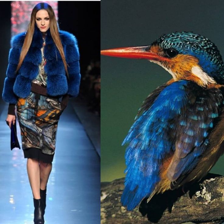 the image shows a fashion model wearing a blue fur coat and a colorful patterned skirt on a runway. on the right side of the image, there is a beautiful blue kingfisher bird perched on a branch. the colors of the bird's feathers are strikingly similar to the colors of the model's coat, creating a visually appealing connection between nature and fashion.