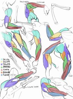 this image is a collection of anatomical sketches of the human arm. it highlights the muscles in different positions and movements. each muscle group is labeled and colorcoded for easy identification.  the drawing style is loose and expressive, focusing on understanding form and structure rather than photorealism.