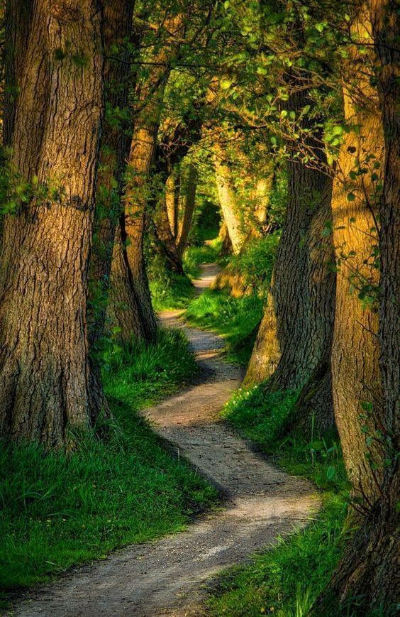 a path winds through a dense forest, with tall trees lining both sides. the sunlight streams through the leaves, creating a dappled effect on the ground. the lush green foliage and the peaceful atmosphere make for a serene and tranquil scene.
