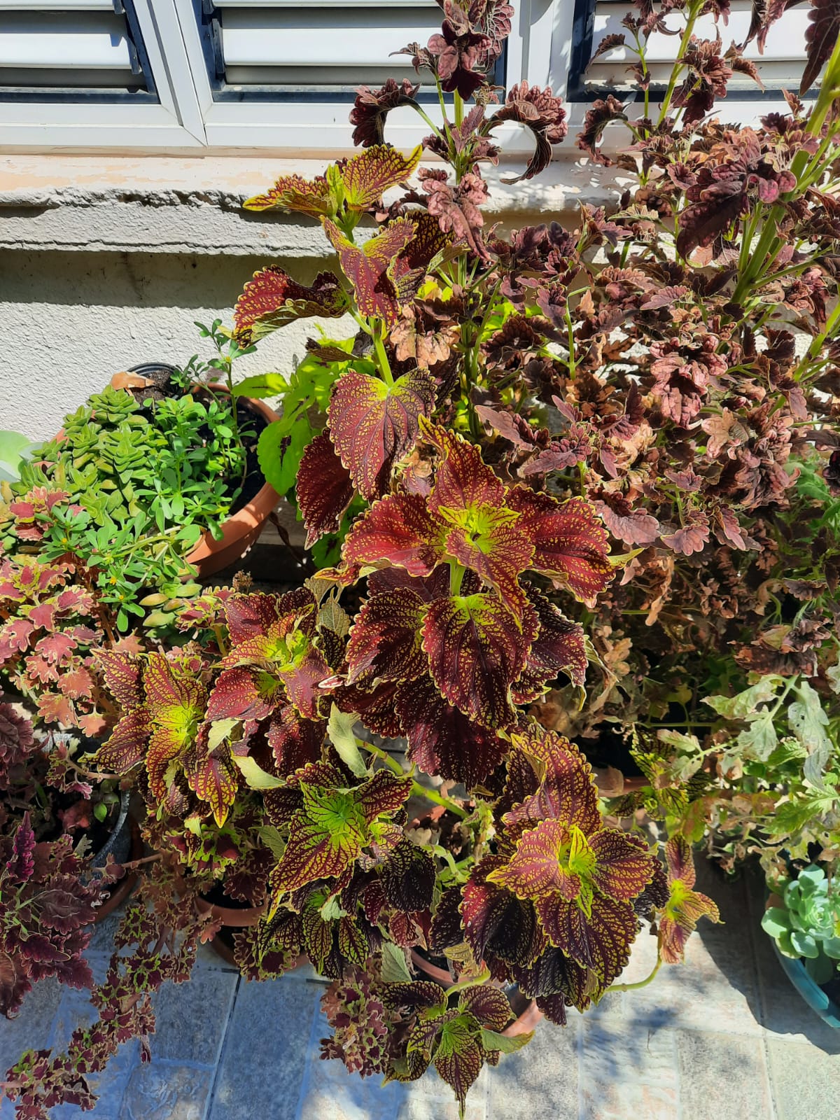 a closeup shot showcases a vibrant container garden filled with various plants. prominently featured are coleus plants with striking burgundy and green foliage. the plants are arranged in pots of different sizes and colors, creating a layered effect. in the background, a window provides a backdrop. the image captures the lushness and variety of the garden.