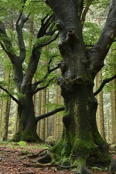 the image shows two large, old trees in a forest. they have thick, gnarled trunks covered in moss. sunlight filters through the leaves, creating a dappled lighting effect on the forest floor. the scene evokes a sense of peace and tranquility.