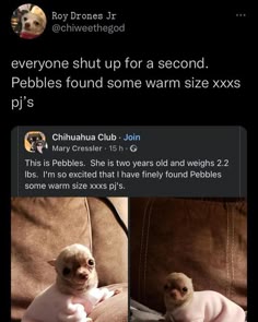 this is a screen shot of a tweet posted by @chiweethegod. the tweet is about a small chihuahua named pebbles, and it shows two pictures of the dog in different poses. in the top picture, the dog is sitting in front of a brown couch with his legs tucked under him. the second picture shows the dog from the waist up, sitting on a brown couch with his ears up and a wide, alert expression on his face. both pictures are accompanied by text that says "this is pebbles. she is two years old and weighs 2.2 ibs. i'm so excited that i have finely found pebbles some warm size xxxs pj's".