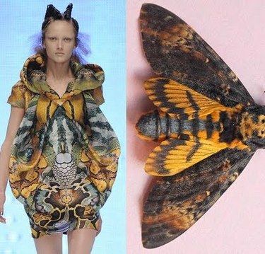 a woman wearing a dress designed to mimic a moth is depicted in the left side of the image. she has her blonde hair pulled back and her face is clear for viewing. the dress has a colorful pattern of browns, yellows, oranges, and blues. the right side of the image contains an insect, similar to a moth, which is shown in a closeup of its wings. the background behind the woman is blue, and the background behind the insect is pink. this artwork uses similar pattern concepts to create a stunning visual connection between the two sides of the image.