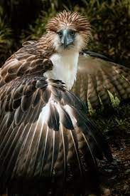 a philippine eagle, also known as a pithecophaga jefferyi, is shown in a closeup view with its distinctive plumage, including brown feathers and a white chest. the eagle's head, beak, and sharp eyes are visible. the surrounding background suggests a natural habitat, likely a forest environment.