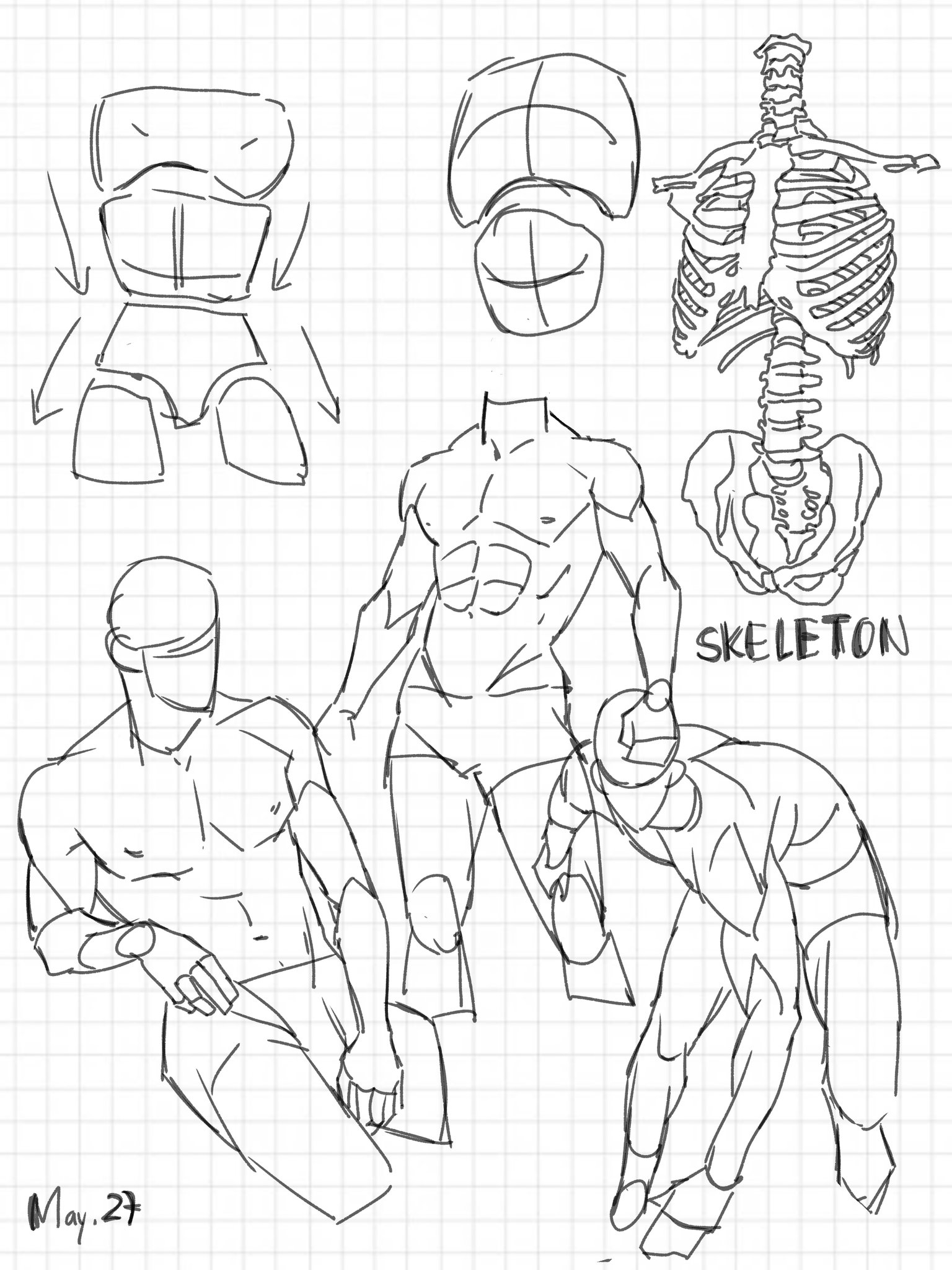 a sketch of a human figure in a pose, with the muscles of the torso outlined.  the skeletal structure is shown beneath the muscle outlines.  the drawing appears to be done on a graph paper background.