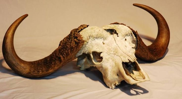 a close up of a buffalo skull with horns, the skull is white with the horns brown. the skull is lying on a white surface.