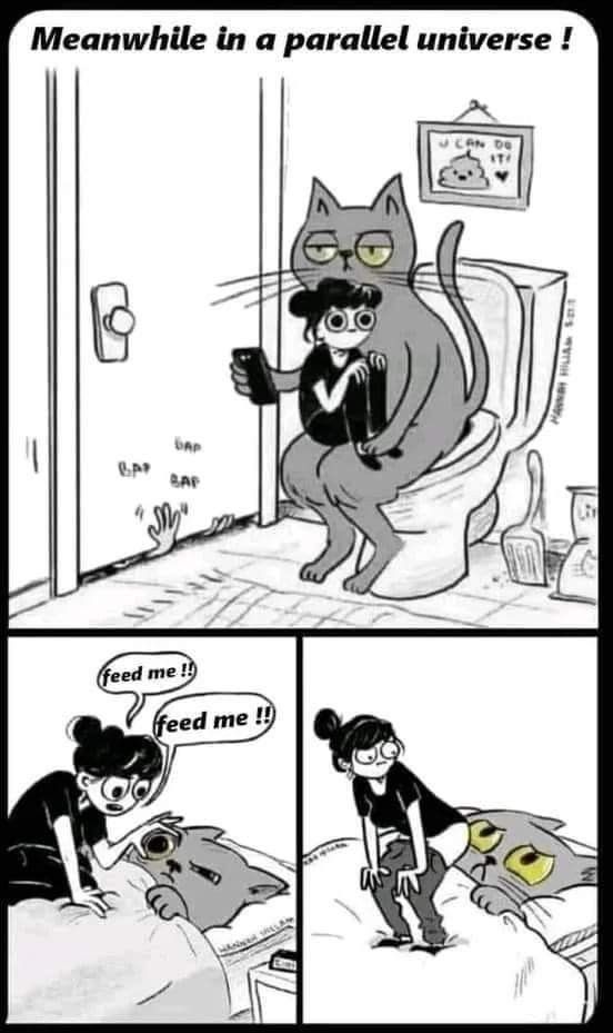 the image is a comic strip titled "meanwhile in a parallel universe!". the first panel shows a large cat sitting on a toilet with a human sitting on its lap, seemingly taking a selfie. the second panel shows the cat in bed yelling "feed me!!" while the human is trying to pet the cat. the third panel shows the human kneeling to get up and leave the bed, while the cat stares at them with a demanding expression. the overall theme is a role reversal between humans and cats in their typical relationships.