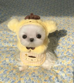 a small white dog with a yellow and brown outfit is sitting on a white bedding looking straight at the camera with a blurred background.