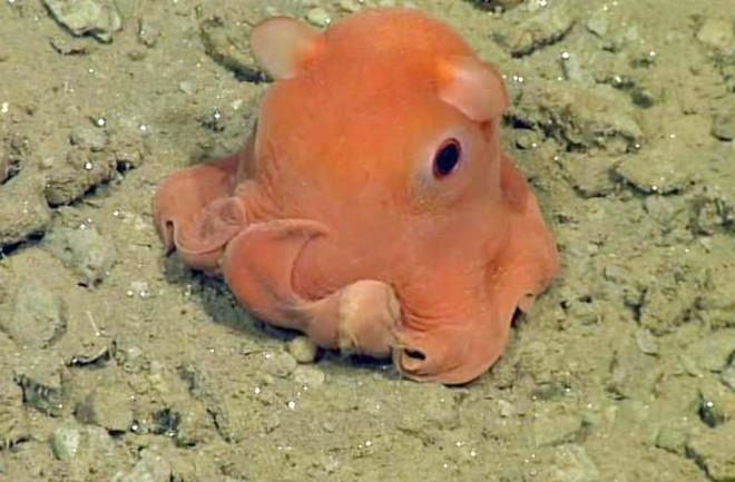 loseup view of a dumbo octopus (grimpoteuthis) on a sandy seabed. the octopus is a vibrant orange color and has prominent earlike fins on its head.  its large, dark eye is visible, and its body is soft and rounded. the background is a light beige sandy bottom with small pebbles and debris. the image is likely taken underwater, in a deep sea environment.
