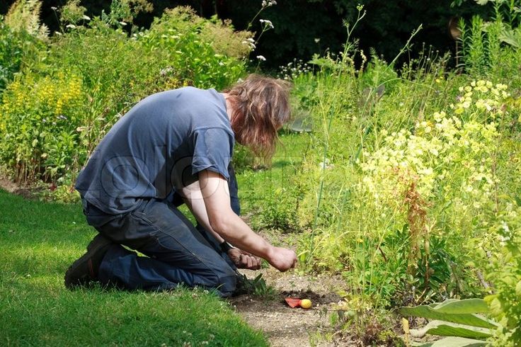 a man wearing blue jeans and a blue shirt is kneeling in a lush garden. he is holding a trowel and appears to be working on the soil. there are many green plants and flowers in the garden. the background is a blurred image of more green foliage.