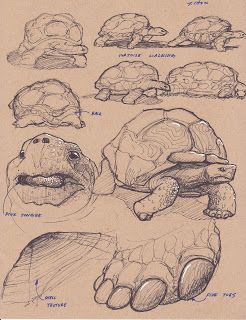 this is a sketch page of a tortoise in various positions drawn with brown colored pencil on tan paper. there are notes written in pen beside some of the sketches.