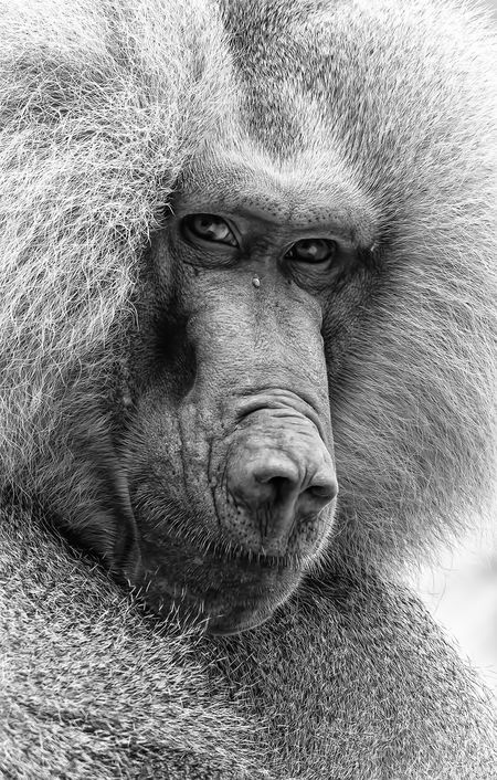a black and white closeup portrait of a baboon's face. the baboon's fur is thick and shaggy, and its eyes are dark and intense. the baboon's nose is large and prominent, and its mouth is slightly open. the image is taken from a low angle, giving the viewer a sense of intimacy with the subject.