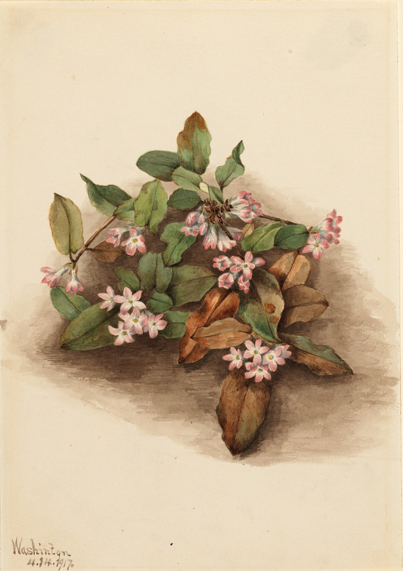 this is a botanical watercolor painting of honeysuckle blossoms. the artwork showcases a cluster of small, starshaped pink flowers with white centers, interspersed with green leaves and some dry, brown leaves. the arrangement is realistically depicted with shading and detail, casting a soft shadow on the lightcolored background. the painting captures the delicate beauty of the plant and its various stages of life, from fresh blossoms to fading foliage.