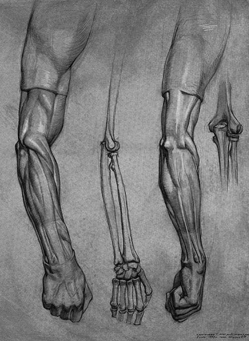 the image is an anatomical study of a human arm depicted in three separate drawings. executed in charcoal on toned paper, it showcases the arm's musculature and skeletal structure from different perspectives. the leftmost drawing presents a detailed view of the arm's outer muscles, with the hand clenched in a fist. the central drawing exposes the underlying skeletal framework, revealing the intricate arrangement of bones from the upper arm to the hand. the rightmost drawing provides a rear view of the arm's muscles and tendons, offering a comprehensive understanding of the arm's complex anatomy.