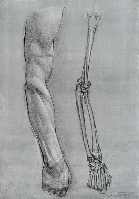 the image is an anatomical drawing of a human arm, showing both the muscular structure and the skeletal system underneath. it's a detailed sketch, likely done in charcoal or pencil on toned paper, highlighting the interplay of muscles and bones that allow for movement. the arm is presented from a side view, with the hand loosely clenched in a fist.
