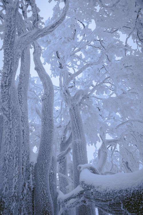 the image shows a forest scene in winter, with trees covered in frost and snow. the branches of the trees are heavily laden with snow, creating a stark and beautiful landscape. the overall tone is cold and serene.