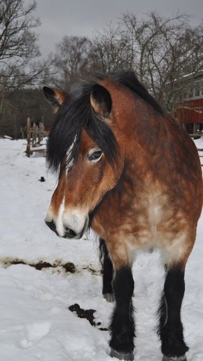 a brown and black horse stands in a snowy field. the horse is facing the left side of the image, and it's head is tilted down. the horse has a thick black mane and tail.  the background is out of focus, and there are trees in the distance. the horse is covered in snow.