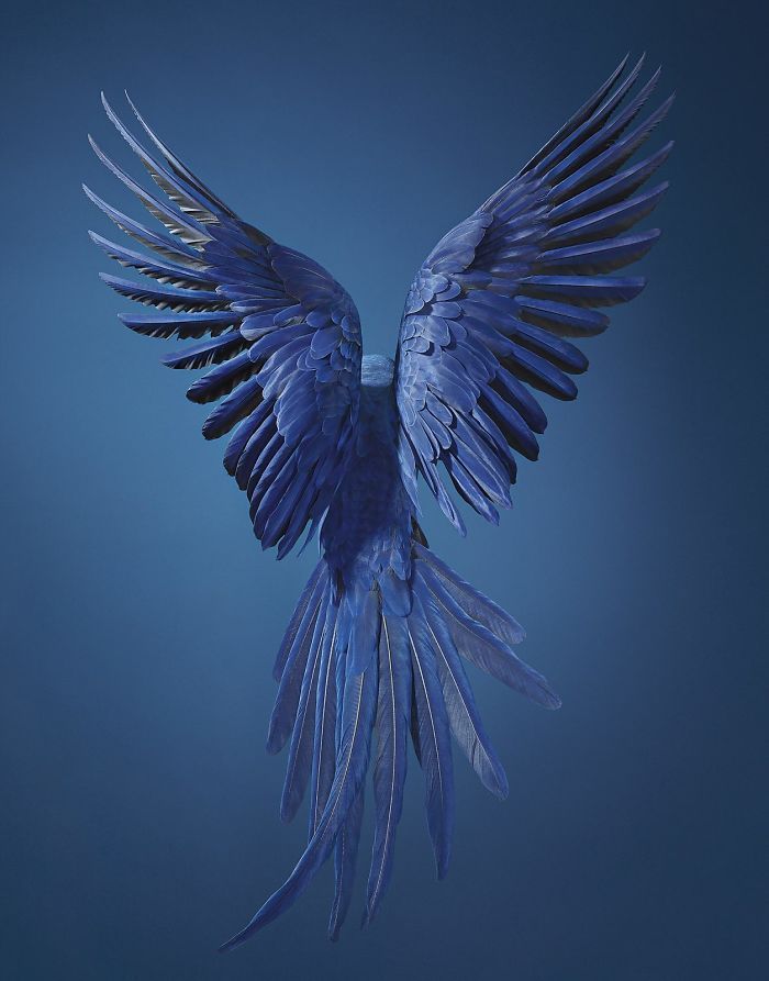 a blue bird with its wings spread wide is shown in this detailed abstract image. the bird's feathers are clearly visible and the blue background enhances the details of the avian creature. the bird is facing away from the camera, with the long tail visible.