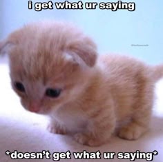 a small orange kitten with white paws and whiskers looks at the camera while sitting on a white surface. the caption above the kitten says “i get what ur saying” and the caption below it says “doesn’t get what ur saying”
